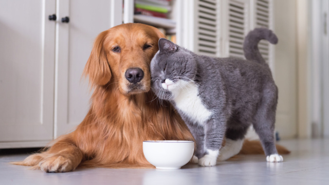 Okula dönüşte kedi ve köpeklerin de rutini değişiyor