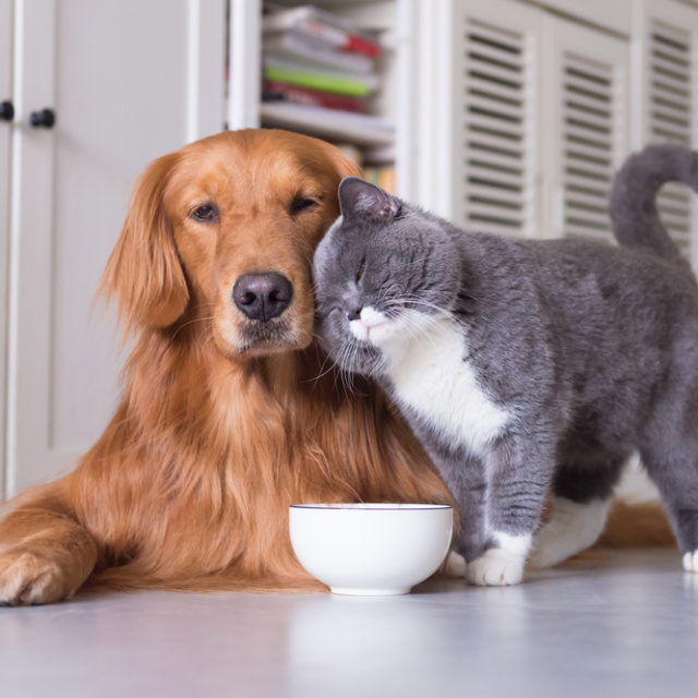 Okula dönüşte kedi ve köpeklerin de rutini değişiyor