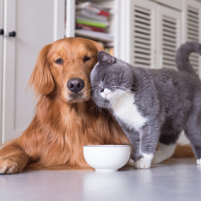 Okula dönüşte kedi ve köpeklerin de rutini değişiyor