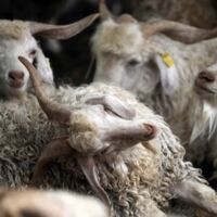 Türkiye hayvan varlığında Avrupa'ya fark attı