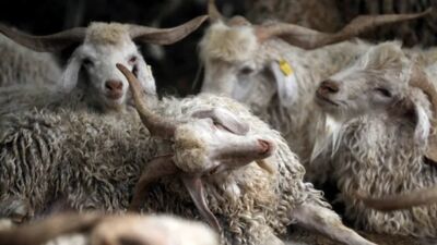 Türkiye hayvan varlığında Avrupa'ya fark attı