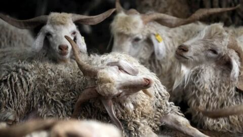 Türkiye hayvan varlığında Avrupa'ya fark attı