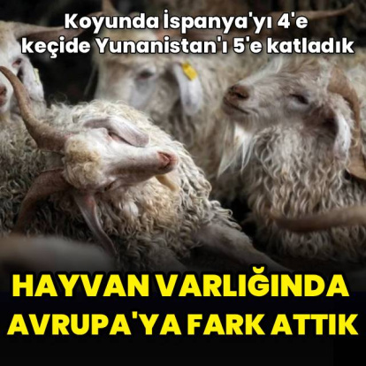 Türkiye hayvan varlığında Avrupa'ya fark attı