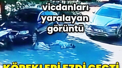 Köpekleri ezip yoluna devam etti | Hatay Masası | Haberler analizi