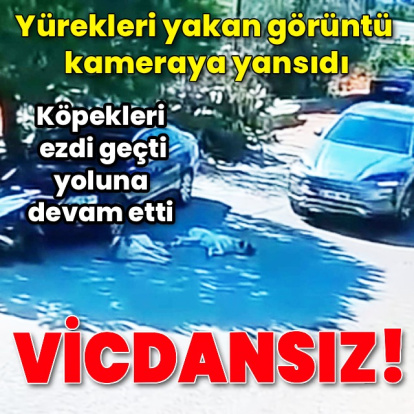 Köpekleri ezip yoluna devam etti
