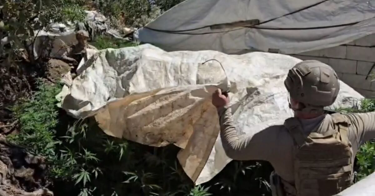 217 bin 608 kök uyuşturucu imha edildi