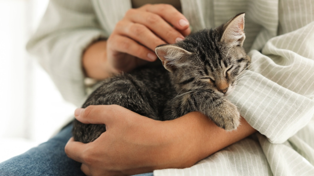 Rüyada yavru kedi görmek ne anlama gelir?