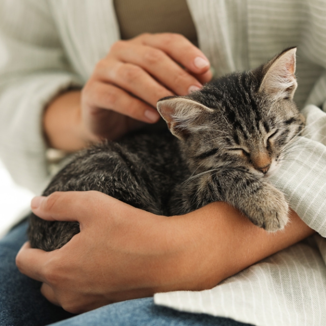 Rüyada yavru kedi görmek ne anlama gelir?