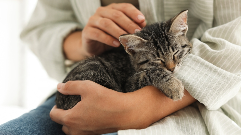 Rüyada yavru kedi görmek ne anlama gelir?