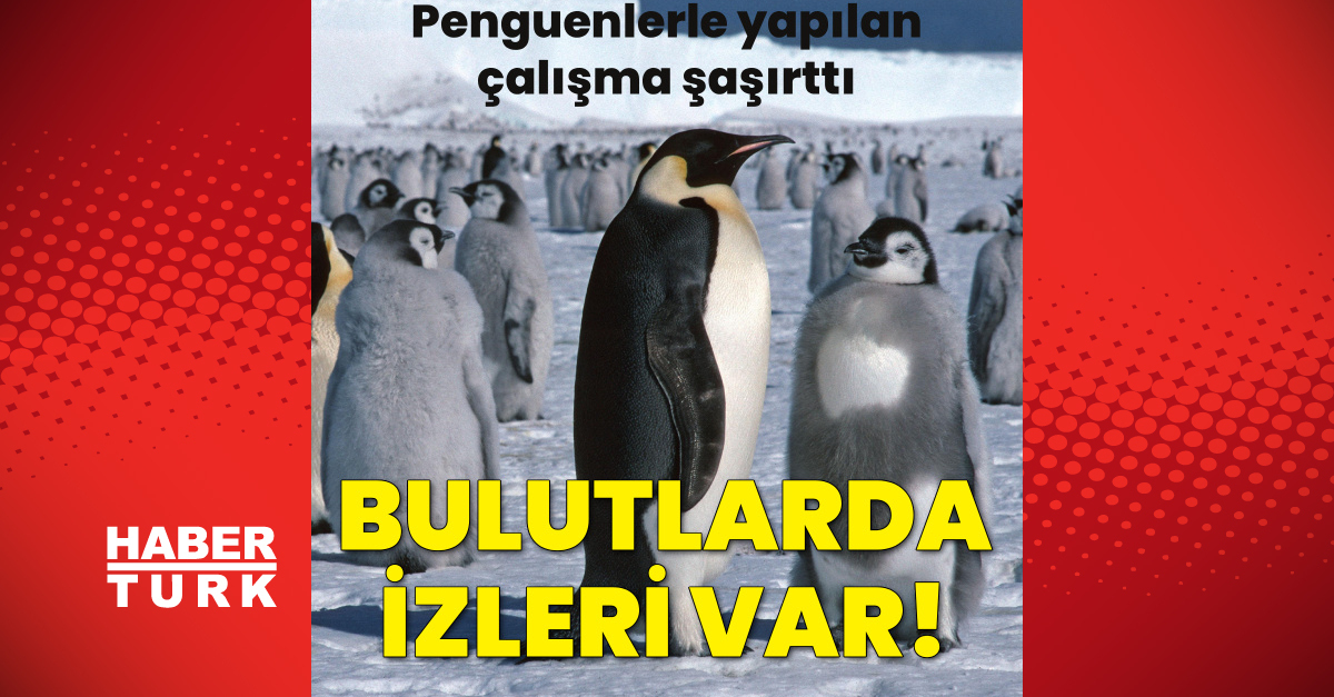 Penguenlerin dışkısı bulut oluşumuna yardım ediyor!