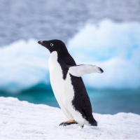 Penguenlerin dışkısı bulut oluşumuna yardım ediyor!
