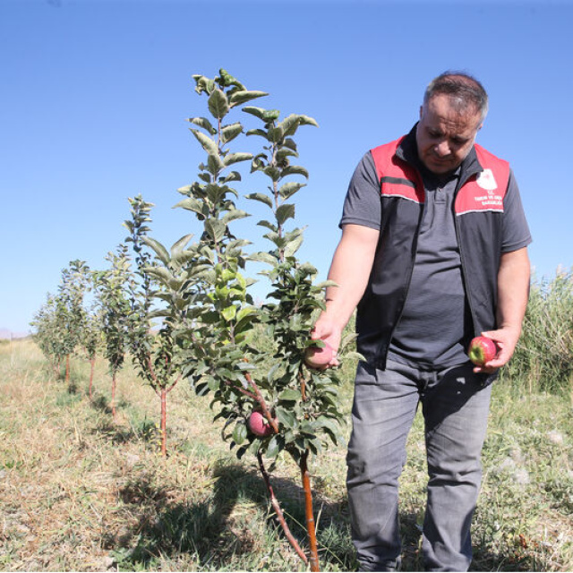 Van'da 4,5 milyon meyve fidanı dağıtıldı