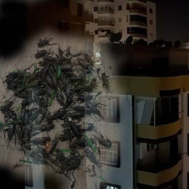 Sesleri Adanalıların gece kâbusu oldu