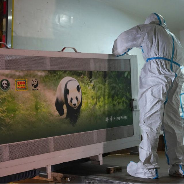 ABD-Çin hattında panda diplomasisi