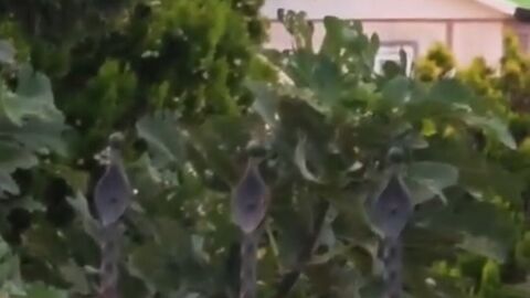 Akıma kapılan adamı çatıdan sarkıttılar