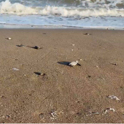 Mersin'de yavrular denizle buluştu