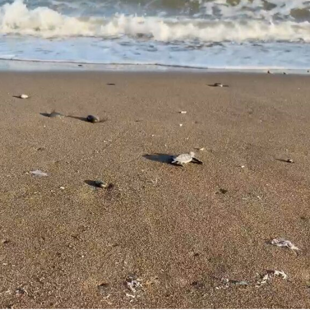 Mersin'de yavrular denizle buluştu
