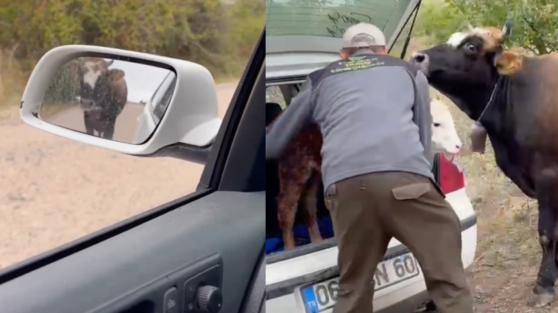 Yavrusunun peşinden 3 kilometre yürüdü