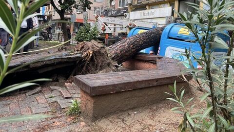 Kocaeli'nin İzmit ilçesinde parkta sabah saatlerinde ağaç devrildi. Sokağın
