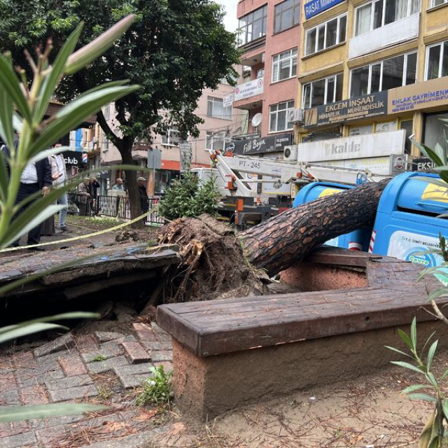 İzmit'te ağaç devrildi