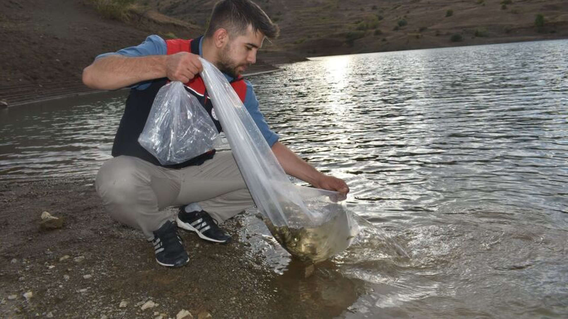 Göletlere 150 bin sazan yavrusu bırakıldı