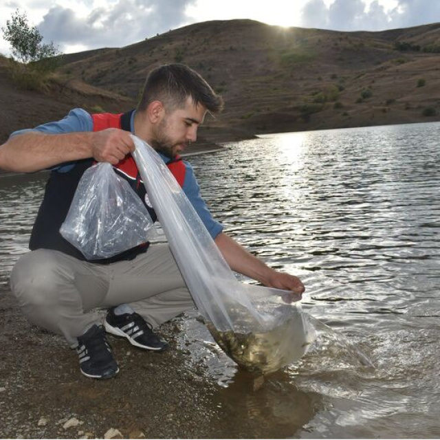 Göletlere 150 bin sazan yavrusu bırakıldı