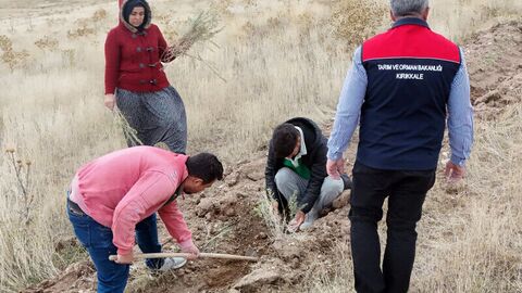 Kırıkkale'de 25 bin tuz çalısı fidanı dikiliyor | Hatay Masası | Haberler analizi