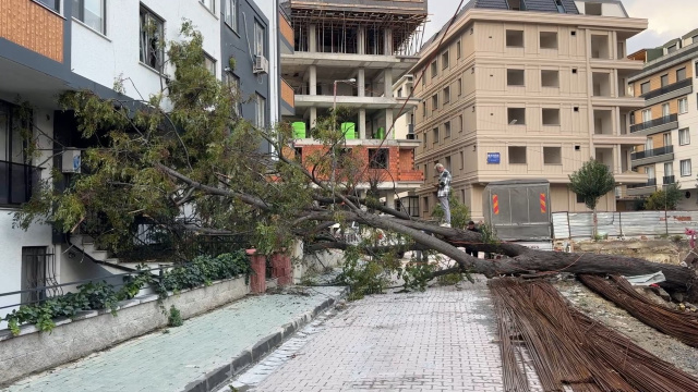 Dev ağaç devrildi, kıl payı kurtuldu!
