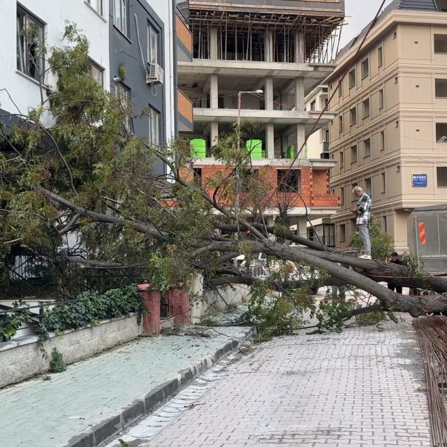 Dev ağaç devrildi, kıl payı kurtuldu!