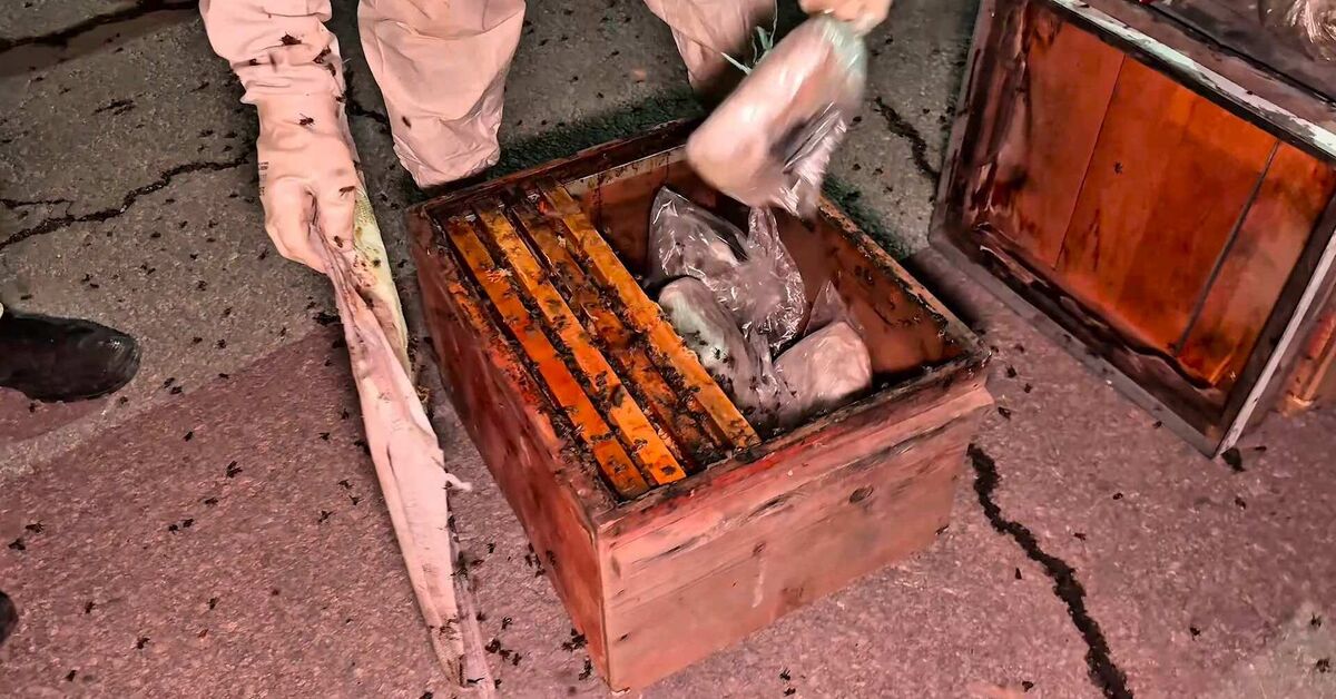 Son dakika haberler: Hakkari'de peteklerin arasına gizlenmiş 91,1 kilogram uyuşturucu ele geçirildi - Habertürk