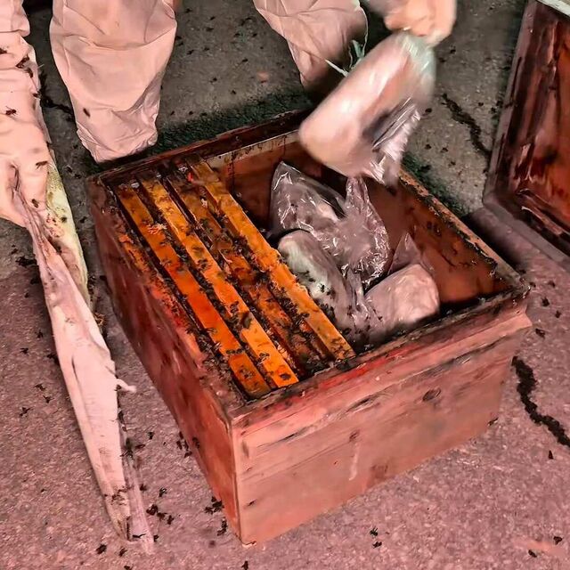 Peteklerin arasında uyuşturucu bulundu