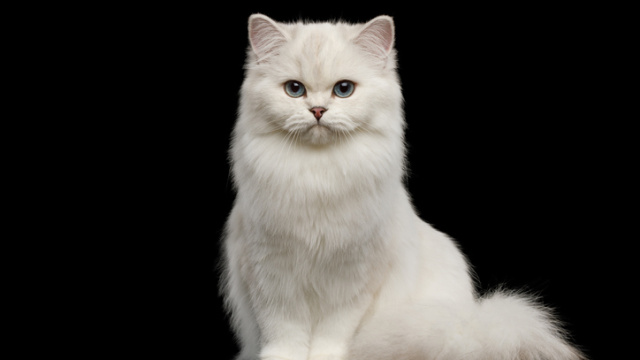 Rüyada beyaz kedi görmek tabiri nedir?