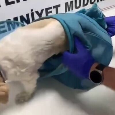 Hayvan pusetinden uyuşturucu çıktı