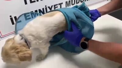 Hayvan pusetinden uyuşturucu çıktı