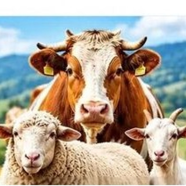 Amasya'da hayvan pazarları kapatıldı