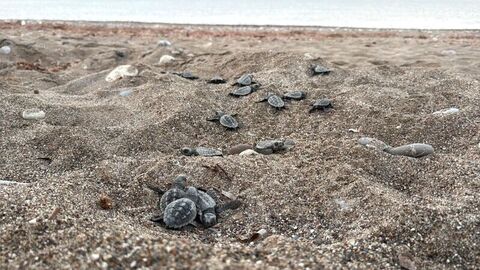 Dört sahilden 200 bin caretta caretta! — ne oldu, sırada ne var?