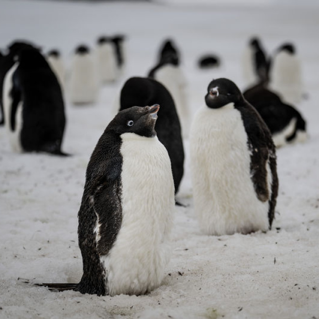 Dünyanın en büyük penguen kolonisi ünvanını kaybetti