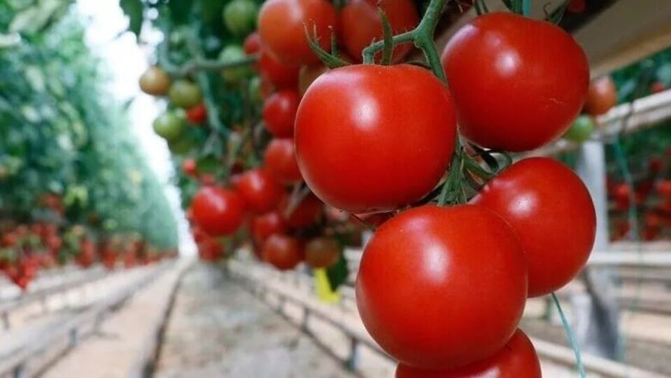 Türkiye'nin domates ihracatı 9 ayda 304 milyonu geçti