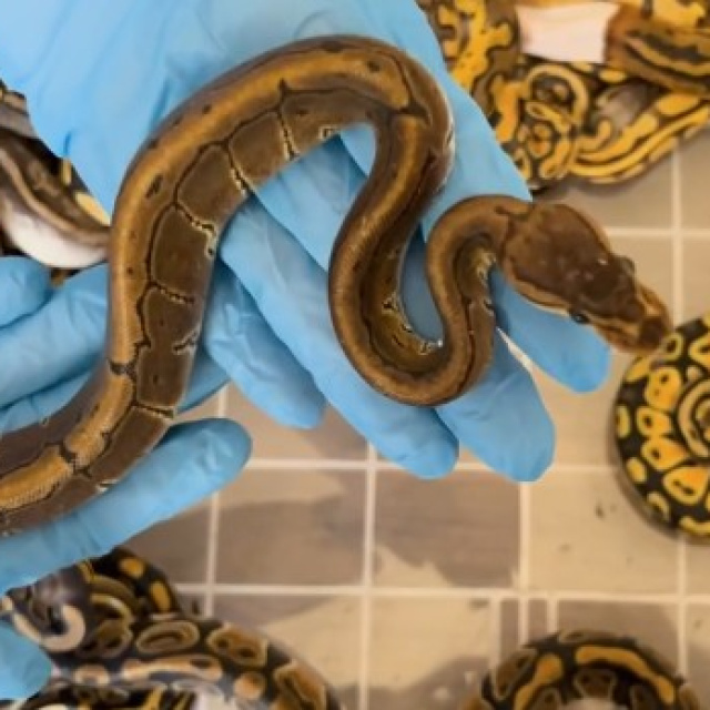 Kapıkule'de 67 canlı piton yakalandı