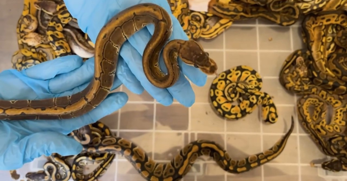 67 live pythons intercepted at Turkey’s Kapıkule border crossing