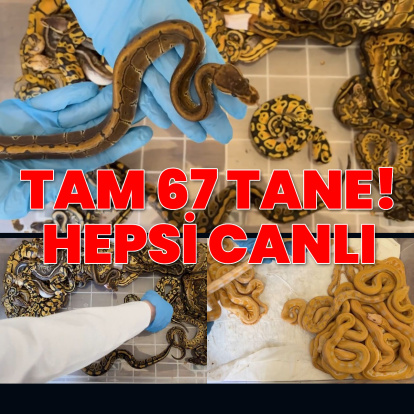 Tam 67 tane! Canlı yakalandı