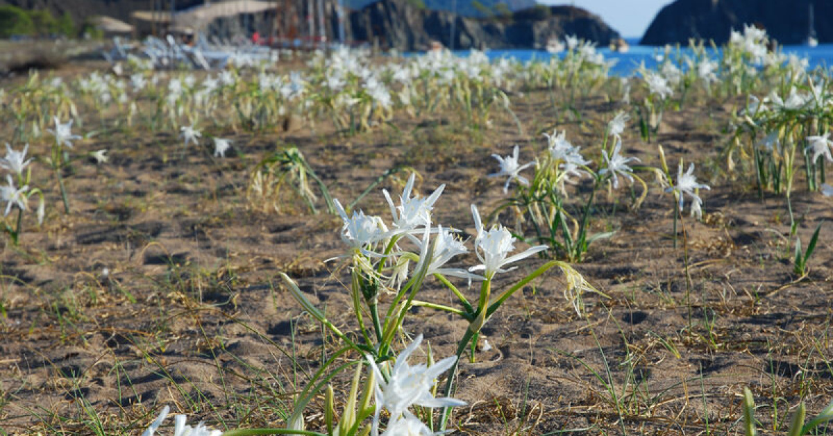 Sea turtle protections help beach lilies spread at Çıralı