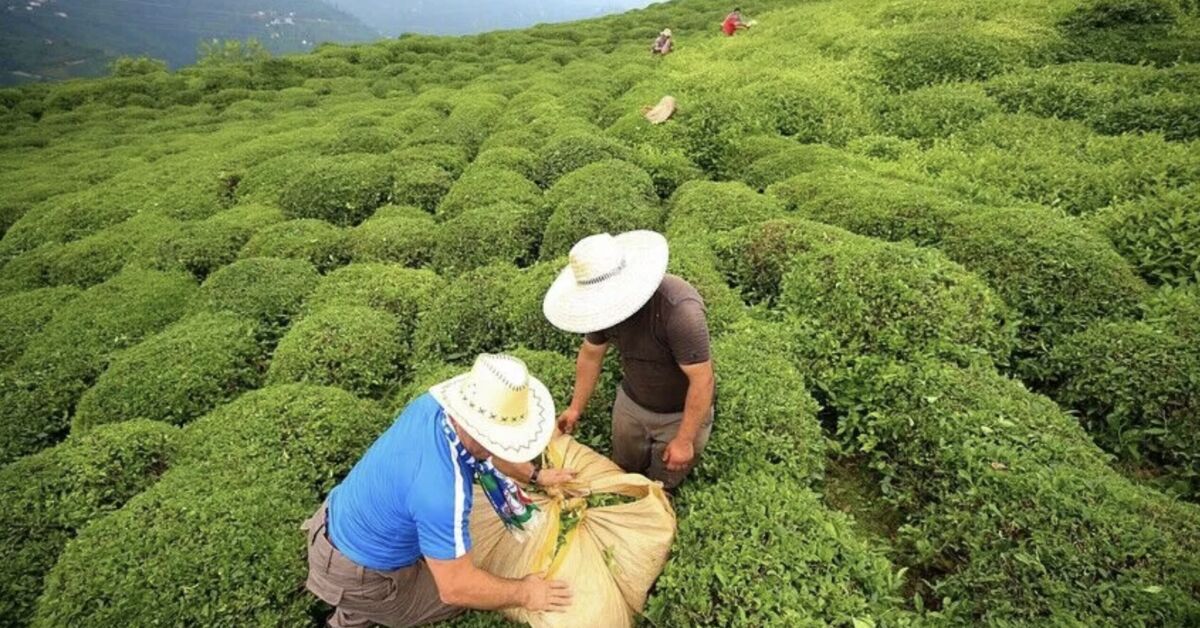 Turkey exports $25 million worth of tea in first nine months of 2026