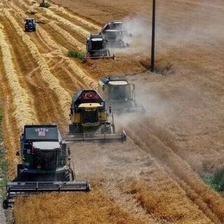 TİGEM 2 bin 116 ton mahsul buğday satacak