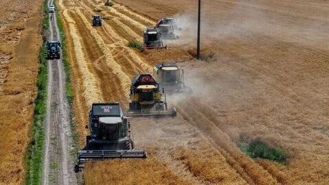 TİGEM 2 bin 116 ton mahsul buğday satacak