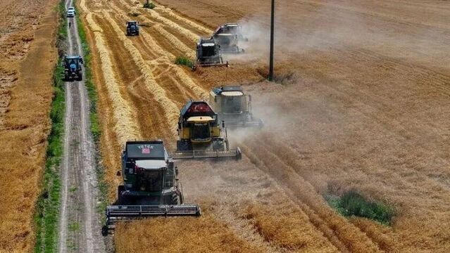 TİGEM 2 bin 116 ton mahsul buğday satacak