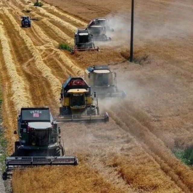 TİGEM 2 bin 116 ton mahsul buğday satacak