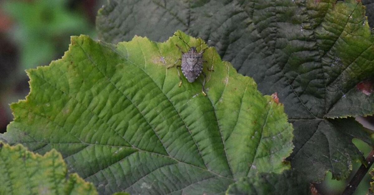Giresun'da kahverengi kokarca zararı nedeniyle 9 bin ton iç fındık kaybedilebilir