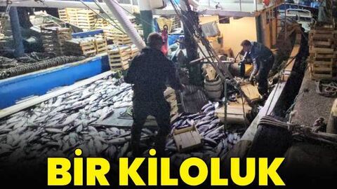 1 kiloluk palamut 40 liraya düştü