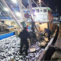 1 kiloluk palamut 40 liraya düştü